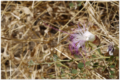 Capparis spinosa